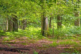 Woodland scene featuring trees and ferns