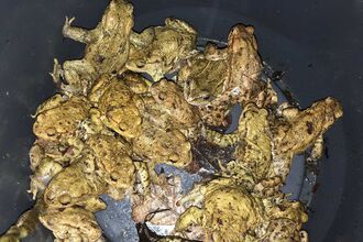 A bucket of Toads rescued from the road during a Toad patrol