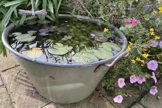 Wildlife bucket pond with lily pads 