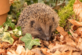 A Hedgehog in the garden