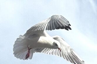 Photography - beginning your wildlife journey