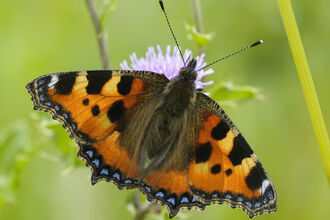 Small Tortoiseshell 
