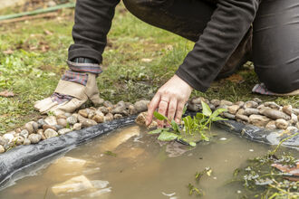 Planting up a wildlife pond 