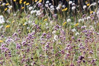 Wildflower meadow at Fraser Down