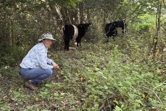 Grazing volunteer crouched by Belted Galloway cows in woodland