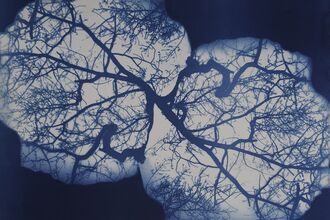 Example of Cyanotype Printing  - a blue silhouette of a tree 