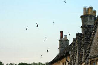 Swifts