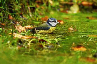 A Blue Tit bathing in a shallow pond