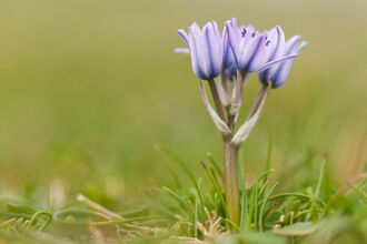 Spring squill, a short-stalked wildflower with purple-blue, star-shaped flowers, growing from short grass