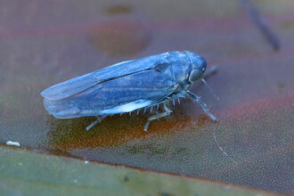 Pondweed Leafhopper