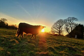 Cow at sunset