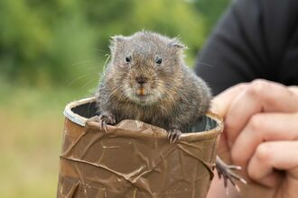 A Water Vole being released at Thundry Meadow