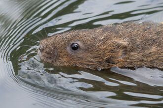 A Water Vole swimming