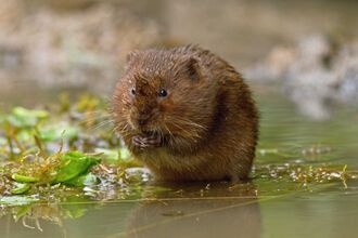 A Water Vole feeding