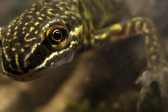 Smooth newt