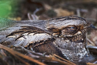 Nightjar