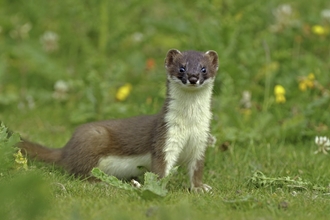 Stoat