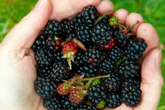 Blackberries in the hand