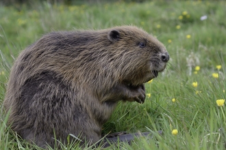 Beaver