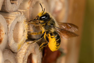 Bee home