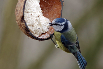 Blue tit feeding