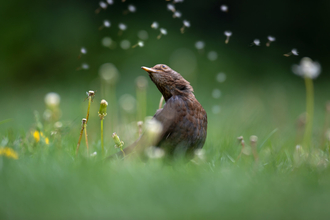 Blackbird on lawn