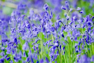 Bluebells