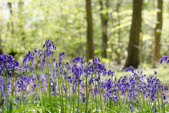 Bluebell wood