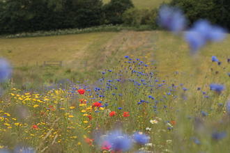 Bonhurst Farm wildflower margins