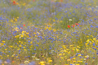 Wildflower margine