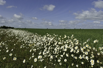 conservation margin with ox-eye daisies