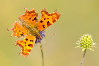 Comma