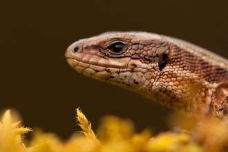 reptiles course