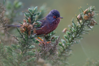 Dartford warbler