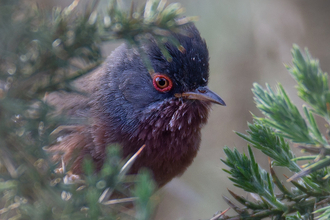 Dartford Warbler