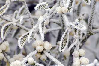 Frosty mistletoe