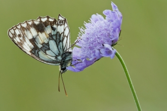 Marbled White on Small Scabious