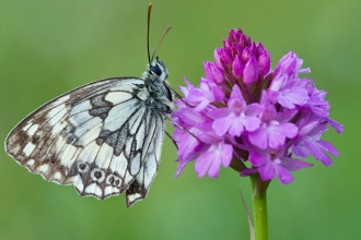 Marbled white