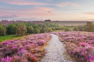 Heathland