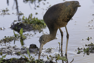 A glossy ibis probing a muddy pool margin with its beak