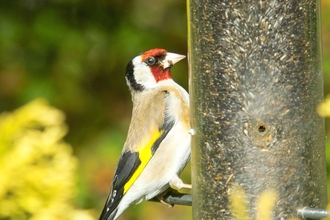 Goldfinch on bird feeder