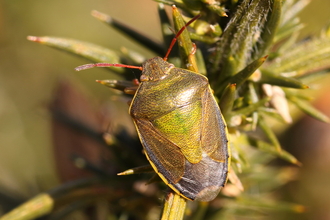 A gorse shieldbug standing on a gorse bush. IT's a green shieldbug with red antennae and yellow sides to the abdomen