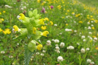 Hay meadow with yellow rattle