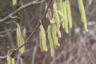 Hazel catkins