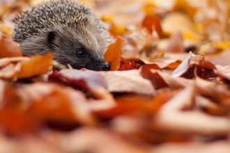 Hedgehog in autumn leaves