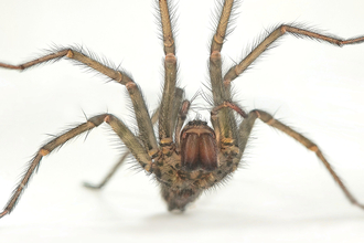 House spider