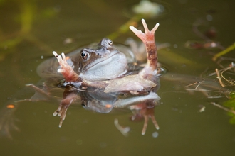 Frogs in pond