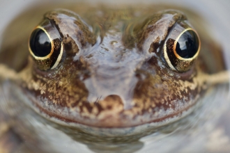 Frog in a pond