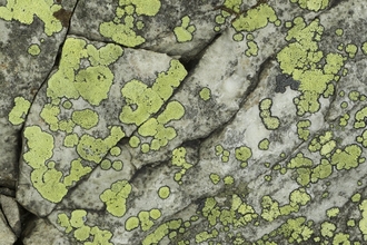 Lichen on rock