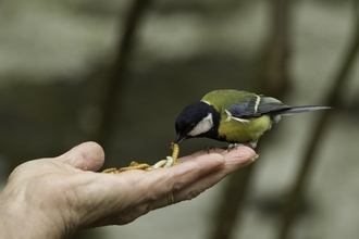 Great tit